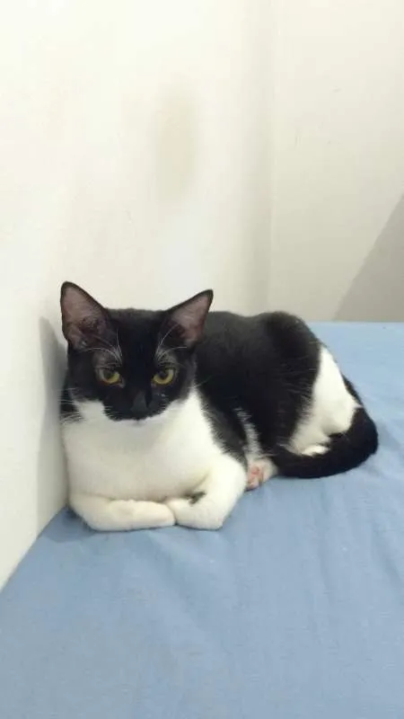 Gato raça  idade 2 anos nome Mandy