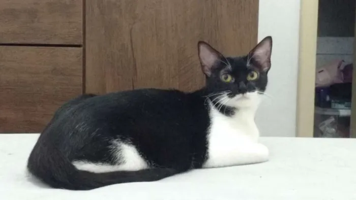 Gato raça  idade 2 anos nome Mandy