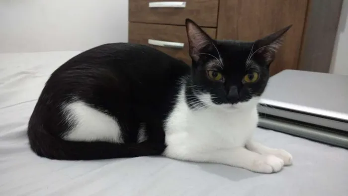 Gato raça  idade 2 anos nome Mandy