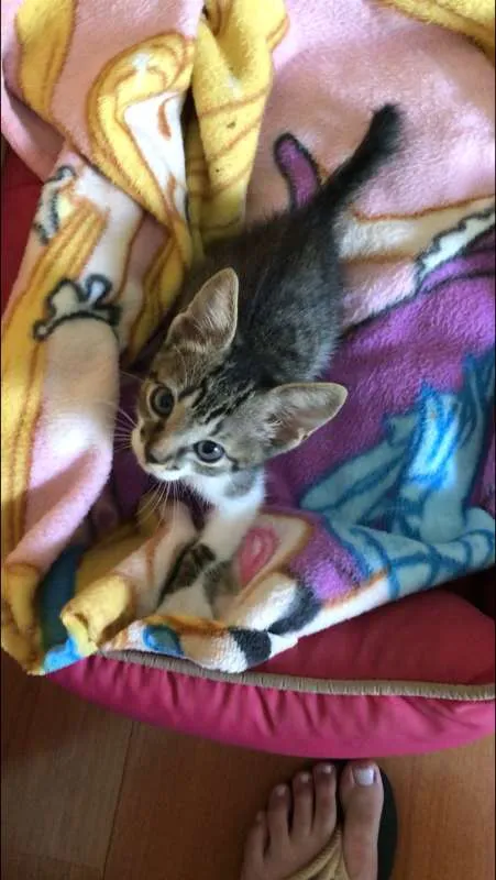 Gato ra a SRD idade Abaixo de 2 meses nome Sem nome