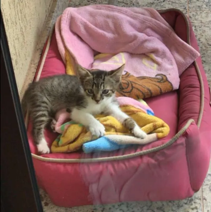Gato ra a SRD idade Abaixo de 2 meses nome Sem nome