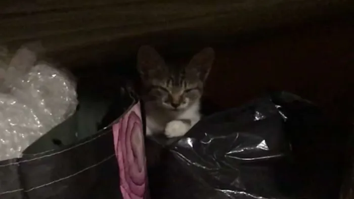 Gato ra a SRD idade Abaixo de 2 meses nome Sem nome