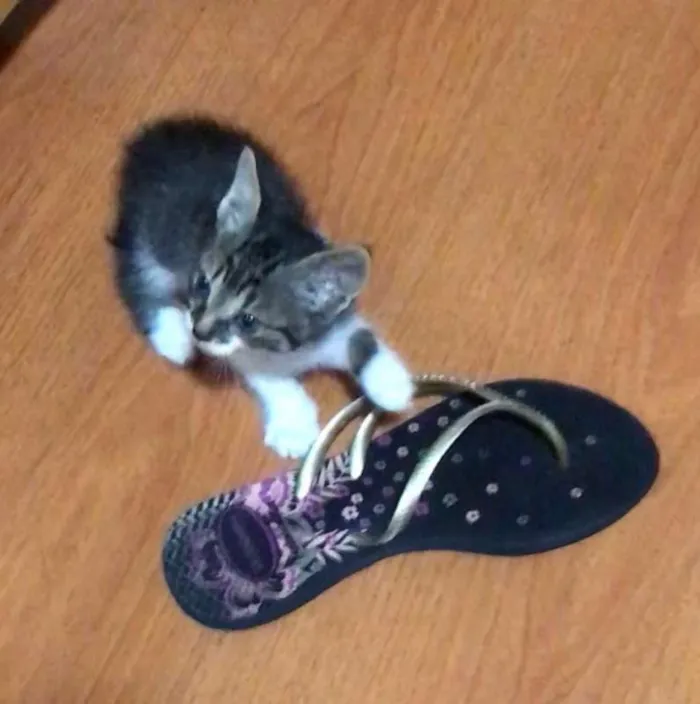Gato ra a SRD idade Abaixo de 2 meses nome Sem nome