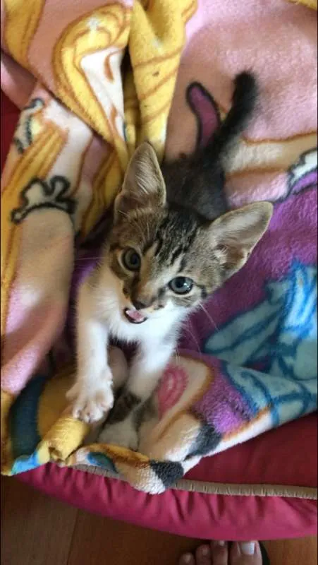 Gato ra a SRD idade Abaixo de 2 meses nome Sem nome