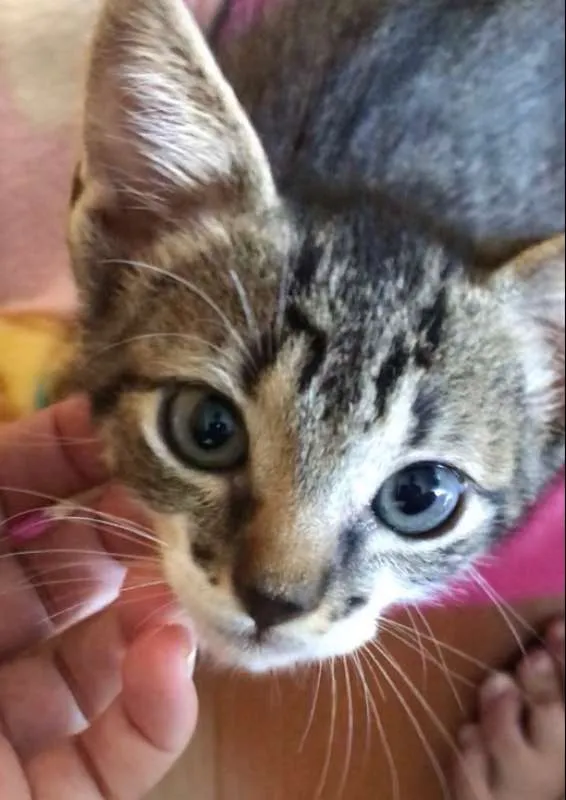 Gato ra a SRD idade Abaixo de 2 meses nome Sem nome