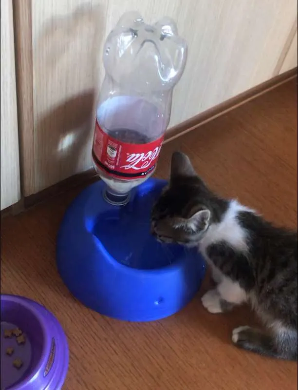Gato ra a SRD idade Abaixo de 2 meses nome Sem nome