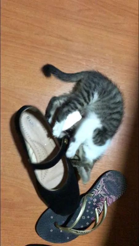 Gato ra a SRD idade Abaixo de 2 meses nome Sem nome