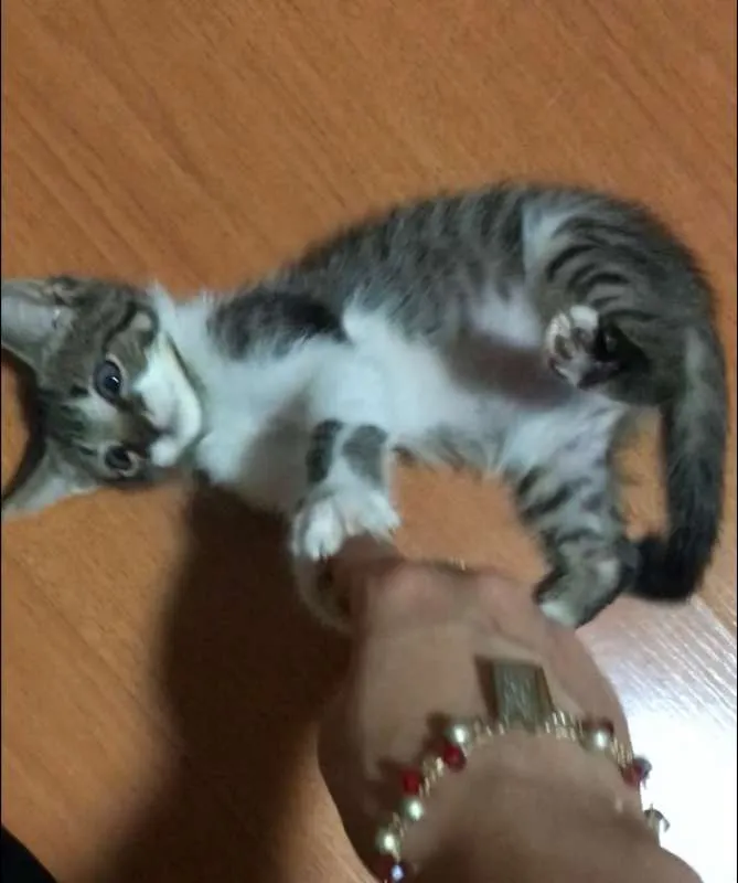 Gato ra a SRD idade Abaixo de 2 meses nome Sem nome