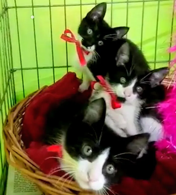 Gato ra a Srd idade Abaixo de 2 meses nome Frajolas