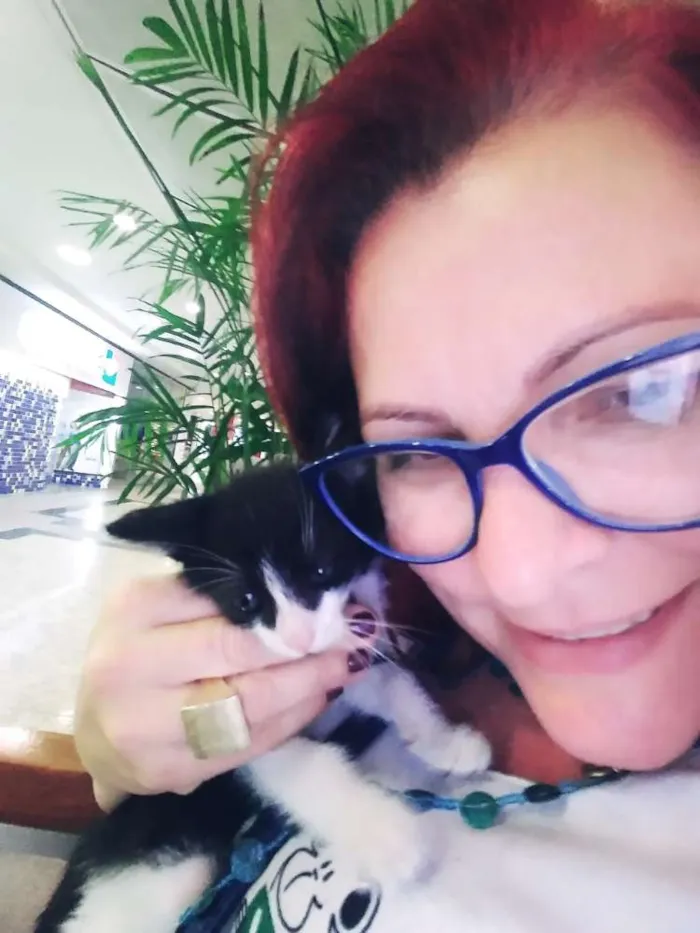 Gato ra a Srd idade Abaixo de 2 meses nome Frajolas