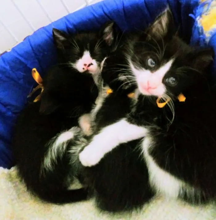 Gato ra a Srd idade Abaixo de 2 meses nome Frajolas
