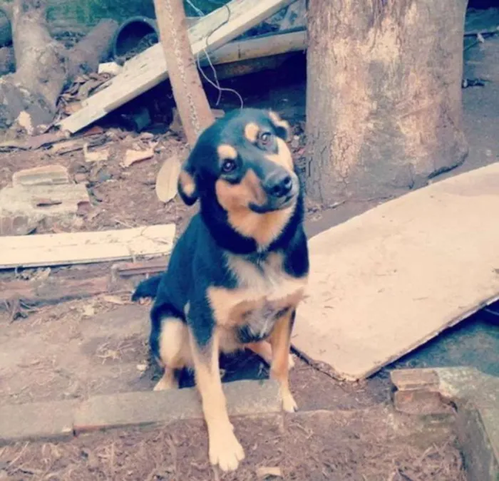 Cachorro ra a Vira-lata idade 4 anos nome Leona e Campulino