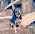 Leona e Campulino