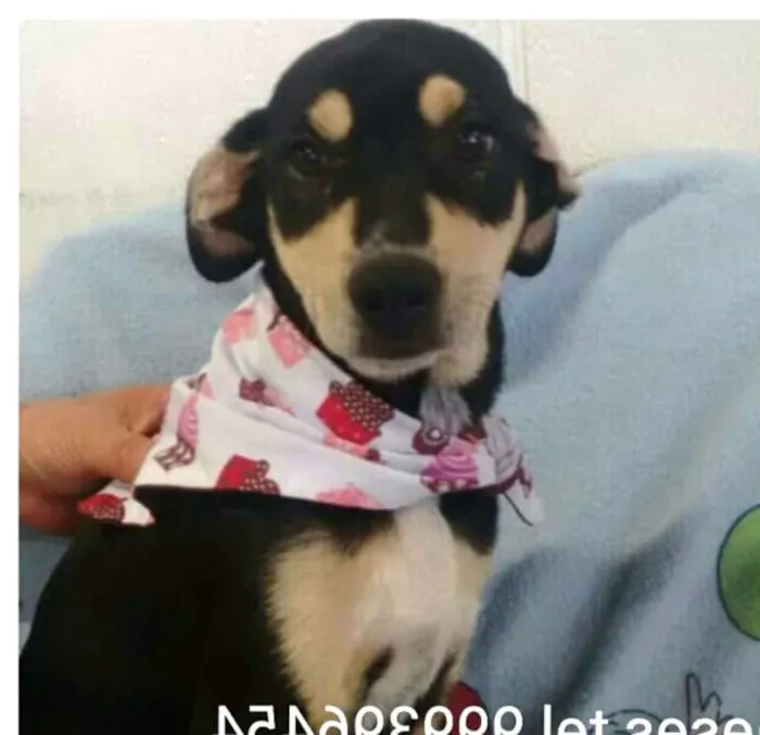 Cachorro ra a  idade 2 a 6 meses nome Filhotes Val 