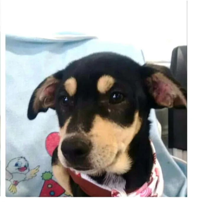 Cachorro ra a  idade 2 a 6 meses nome Filhotes Val 