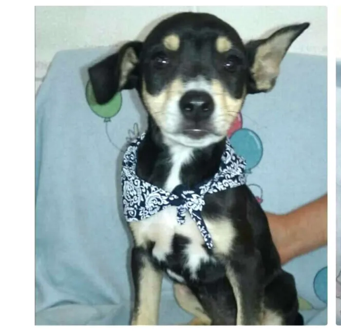 Cachorro ra a  idade 2 a 6 meses nome Filhotes Val 