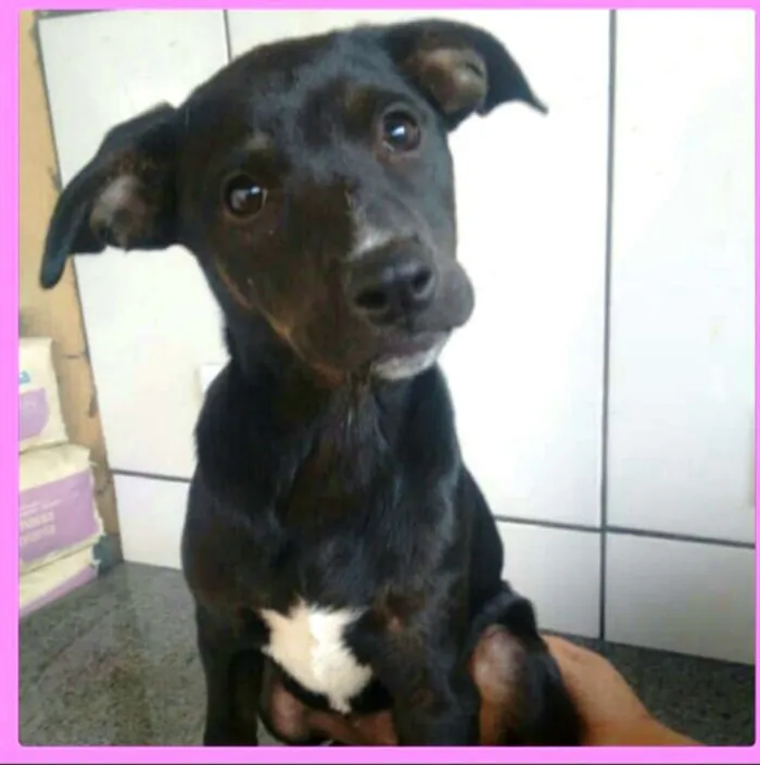 Cachorro ra a  idade 2 a 6 meses nome Filhotes Val 
