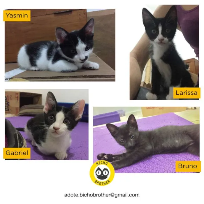 Gato ra a SRD idade 2 a 6 meses nome Na foto
