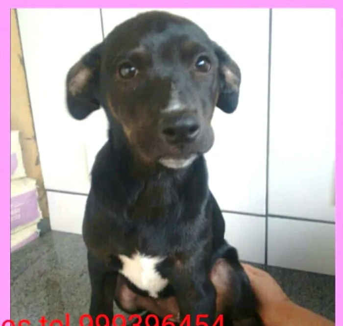 Cachorro ra a  idade 2 a 6 meses nome Filhotes Val 