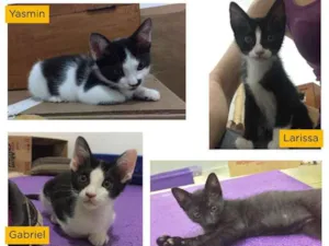 Gato raça SRD idade 2 a 6 meses nome Na foto