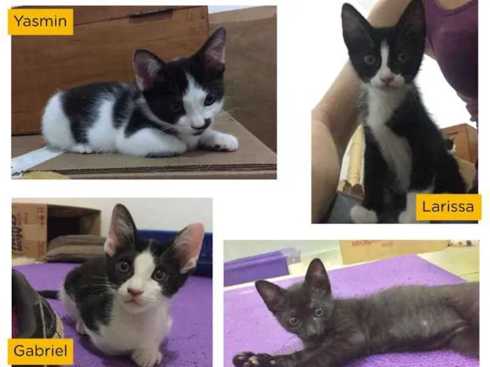 Gato ra a SRD idade 2 a 6 meses nome Na foto