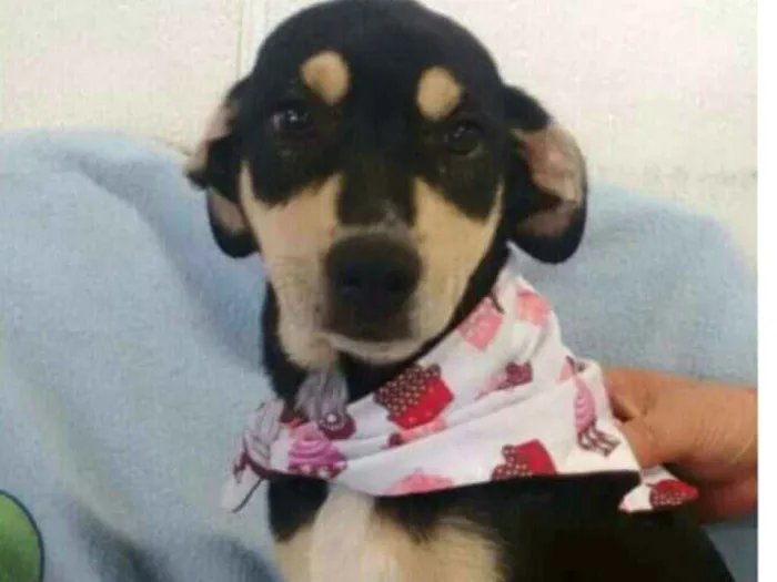 Cachorro ra a  idade 2 a 6 meses nome Filhotes Val 