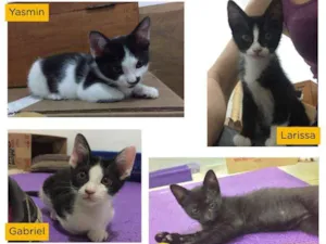 Gato raça SRD idade 2 a 6 meses nome Na foto