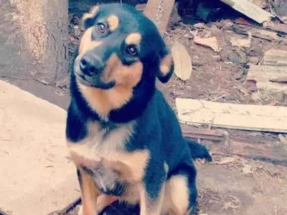 Cachorro ra a Vira-lata idade 4 anos nome Leona e Campulino