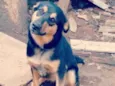 Leona e Campulino