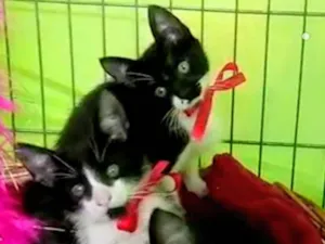 Gato raça Srd idade Abaixo de 2 meses nome Frajolas