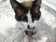 Kurt