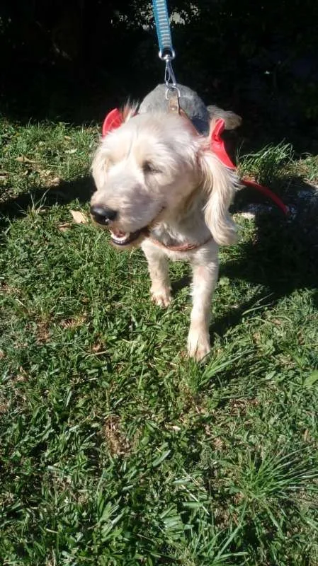 Cachorro ra a SRD idade 4 anos nome Ludmilla