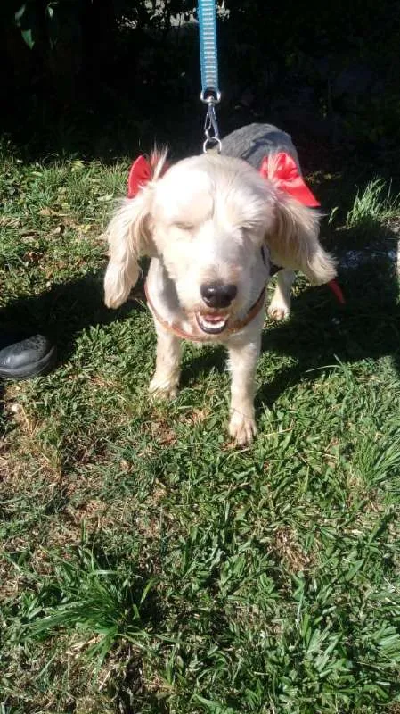 Cachorro ra a SRD idade 4 anos nome Ludmilla