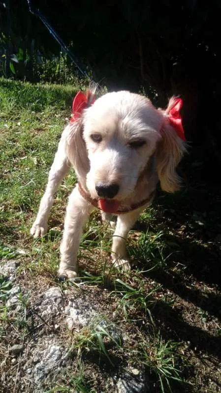 Cachorro ra a SRD idade 4 anos nome Ludmilla