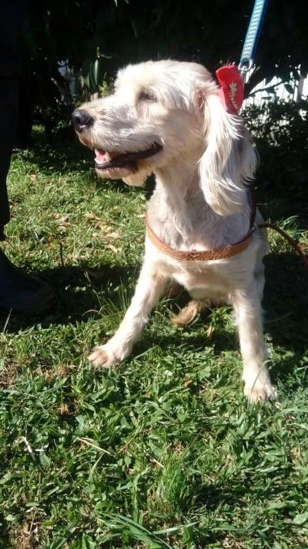 Cachorro ra a SRD idade 4 anos nome Ludmilla