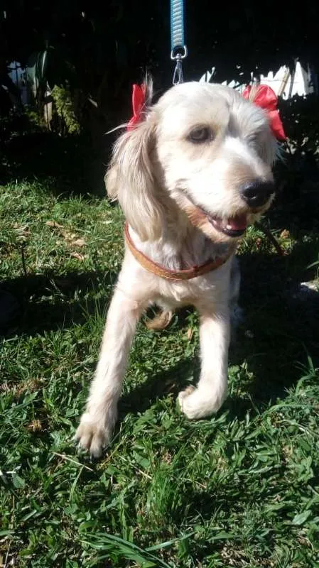 Cachorro ra a SRD idade 4 anos nome Ludmilla