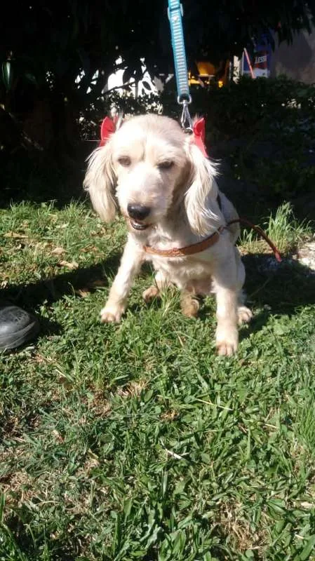 Cachorro ra a SRD idade 4 anos nome Ludmilla
