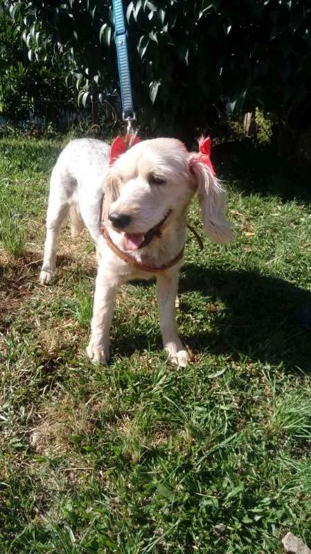 Cachorro ra a SRD idade 4 anos nome Ludmilla