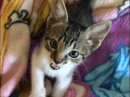 Gato ra a SRD idade Abaixo de 2 meses nome Sem nome