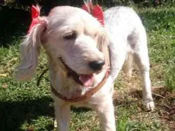Cachorro ra a SRD idade 4 anos nome Ludmilla