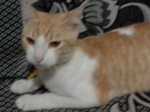 Gato raça  idade 1 ano nome Nino