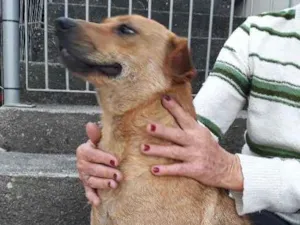 Cachorro raça SRD idade 2 anos nome Mel