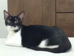 Gato raça  idade 2 anos nome Mandy