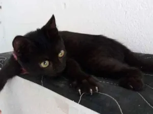 Gato raça Ciames com gato peludo idade 7 a 11 meses nome Esmeralda