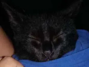 Gato raça Ciames com gato peludo idade 7 a 11 meses nome Esmeralda
