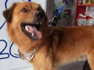 Cachorro raça SRD idade 2 anos nome Mozart