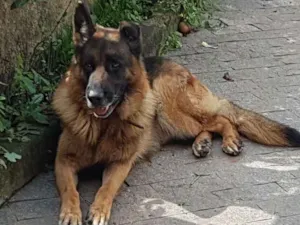 Cachorro raça Pastor Alemão Capa  Preta idade 7 a 11 meses nome Petrus