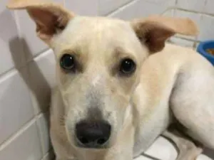 Cachorro raça Vira lata  idade 1 ano nome Regina 