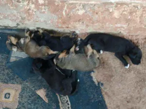 Cachorro raça Vira lata idade Abaixo de 2 meses nome Sem nomes ainda