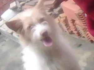 Cachorro raça Vira lata  idade 3 anos nome Mily